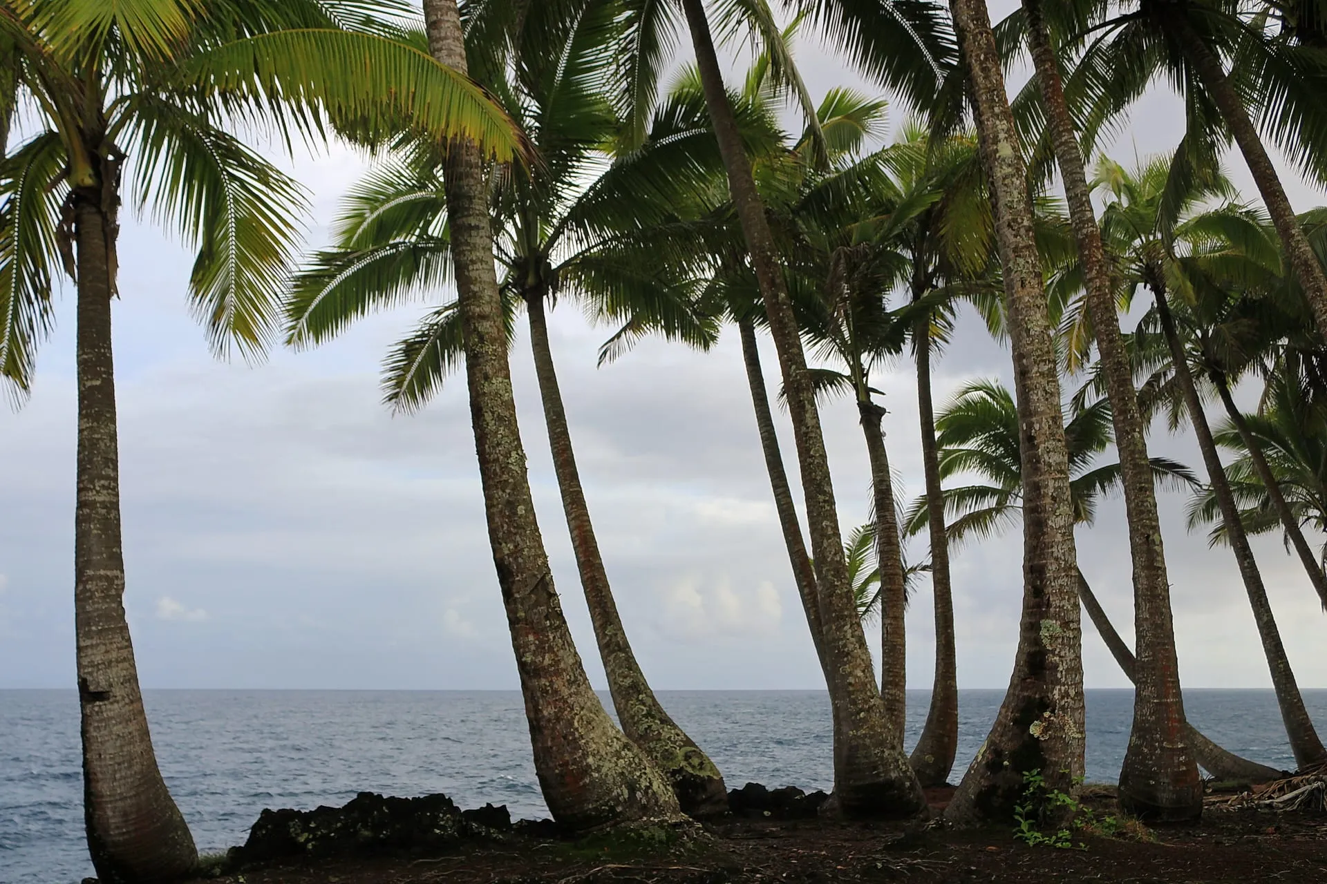Coconut palms leaning over the rocky Puna coastline near Kapoho on the Big Island.