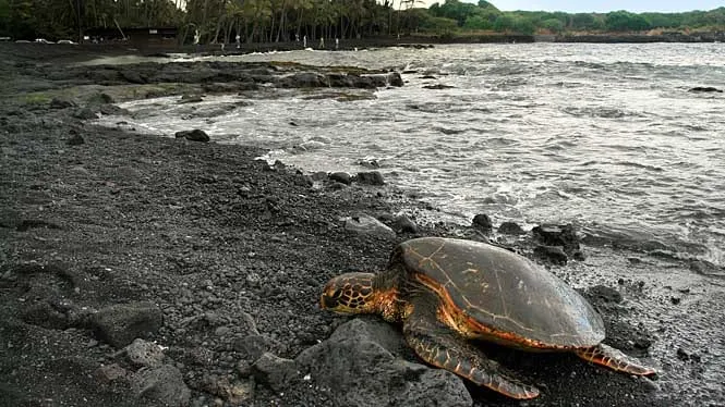 A green sea turtle resting on the black sand at Punaluu Beach.