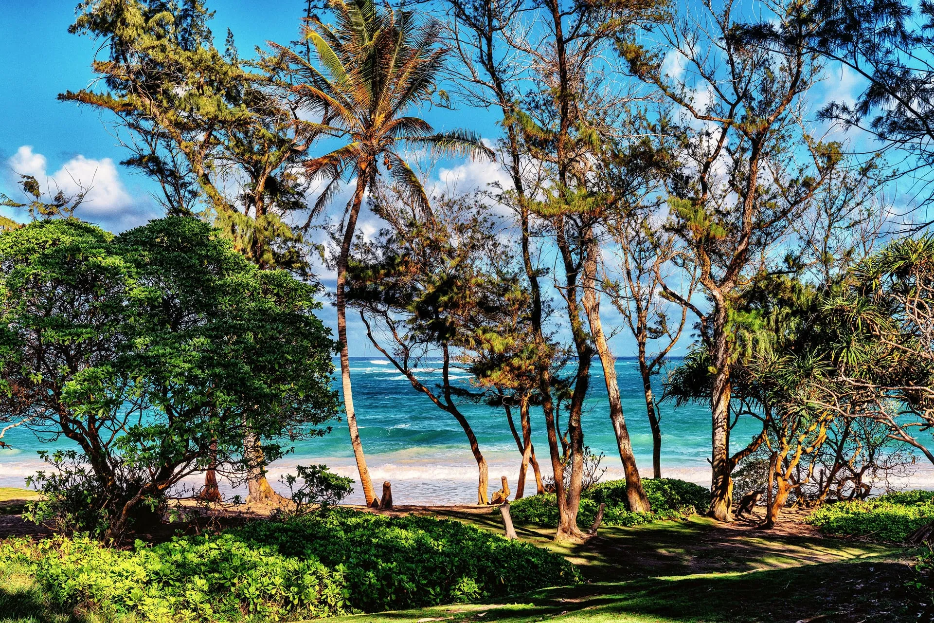 Palms and sand at Malaekahana Beach, the wading point for Goat Island on Oahu.