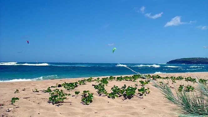A kitesurfer offshore at Maha’ulepu Beach, with naupaka on the dunes in front.