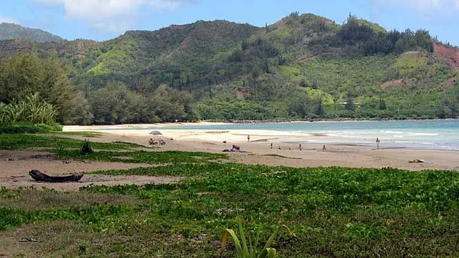 Waioli Beach Park’s sand backed by naupaka, with the mountains above Hanalei.