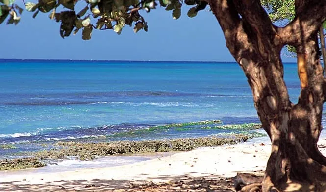 The reef-fringed shore of Kaanapali Beach under a shade tree, looking out to sea.