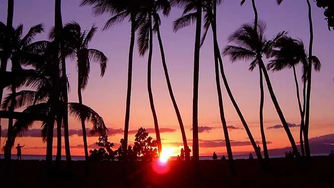 Sunset through the coconut palms at Kalama Beach Park, Kihei.