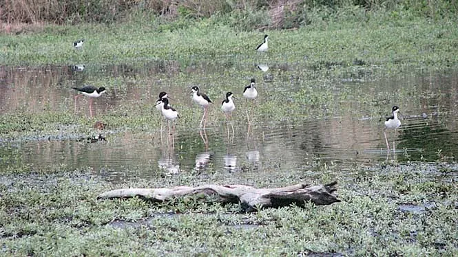Hawaiian stilts wading in the pond at Kakahaia National Wildlife Refuge, Molokai.