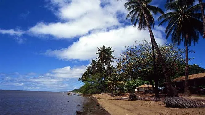Coconut palms of the Kapuaiwa grove along the shore at Kiowea Beach Park, Kaunakakai.