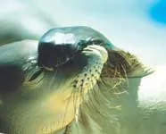 Viewing Hawaiian Monk Seals: monk seal