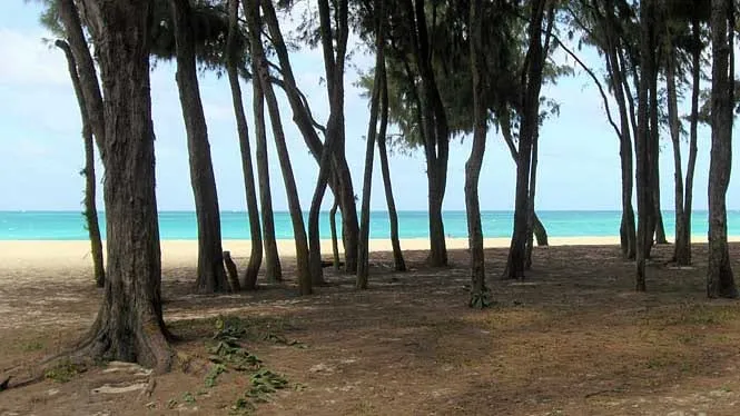 Ironwood trees shading the white sand at Bellows Field Beach Park, Waimanalo.