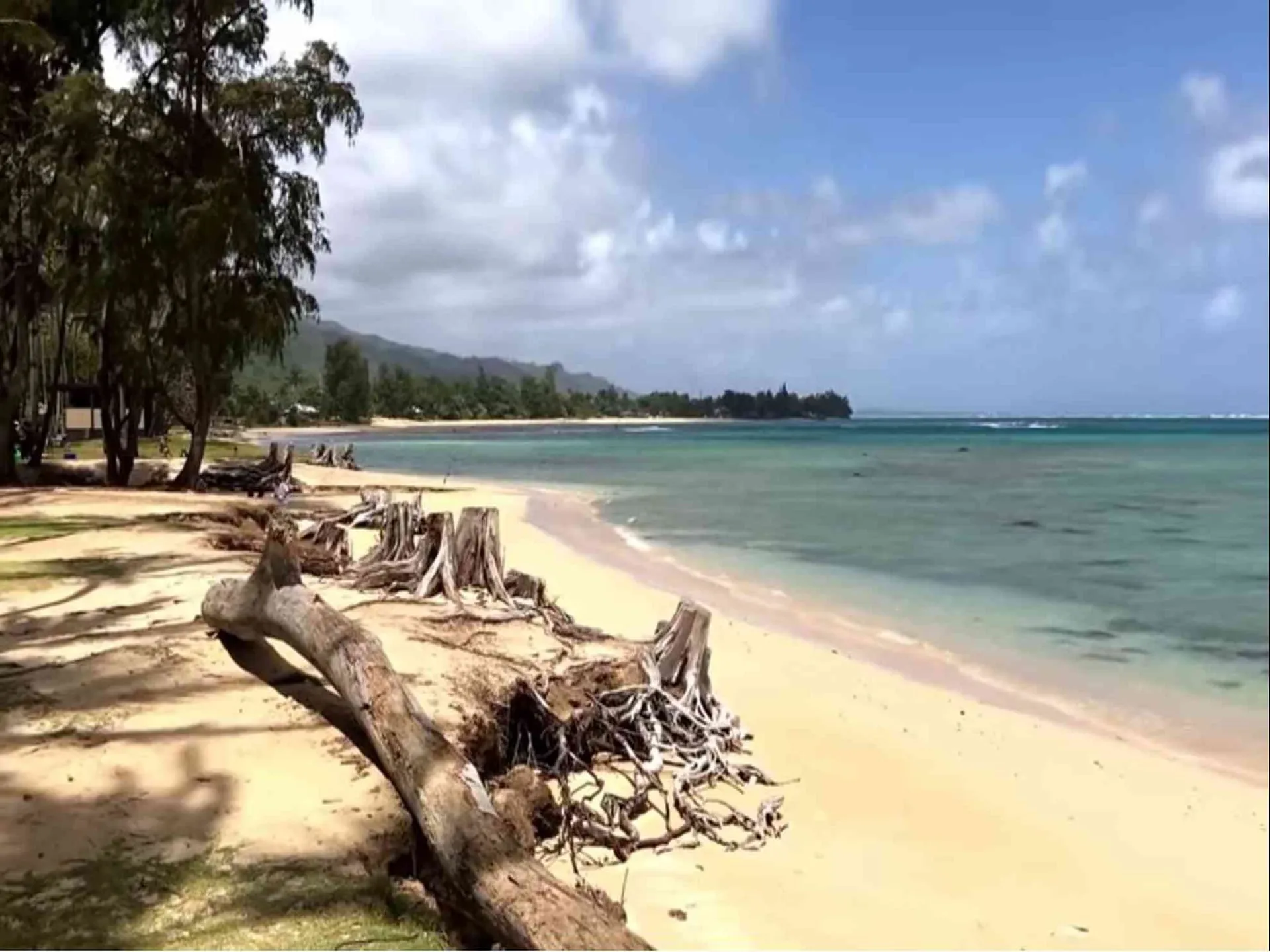 Ironwood roots on the sand at Punaluu Beach Park on Oahu’s windward side.