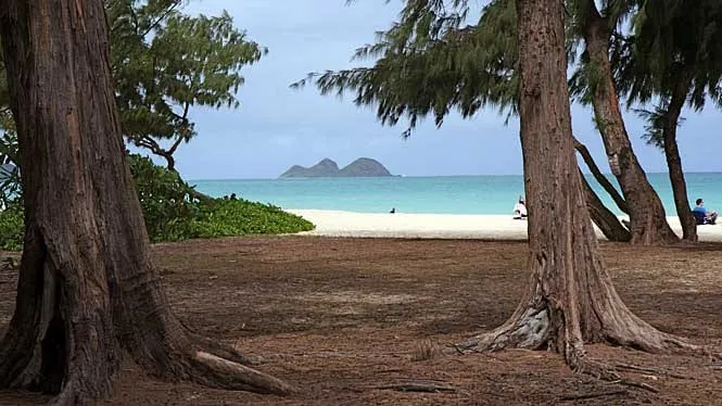 The Mokulua islands seen between the ironwoods at Waimanalo Bay Beach Park.