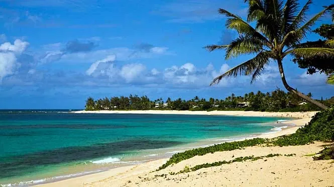 The curve of Sunset Beach under a coconut palm, North Shore Oahu.