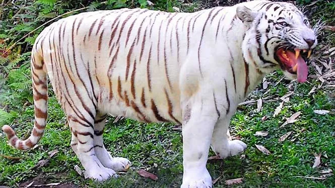 Namaste, the white Bengal tiger, walking through the grass at Panaewa Rainforest Zoo in Hilo.
