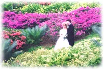 Kauai Weddings: weddings