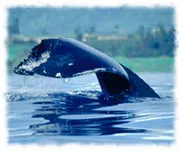 Whale
